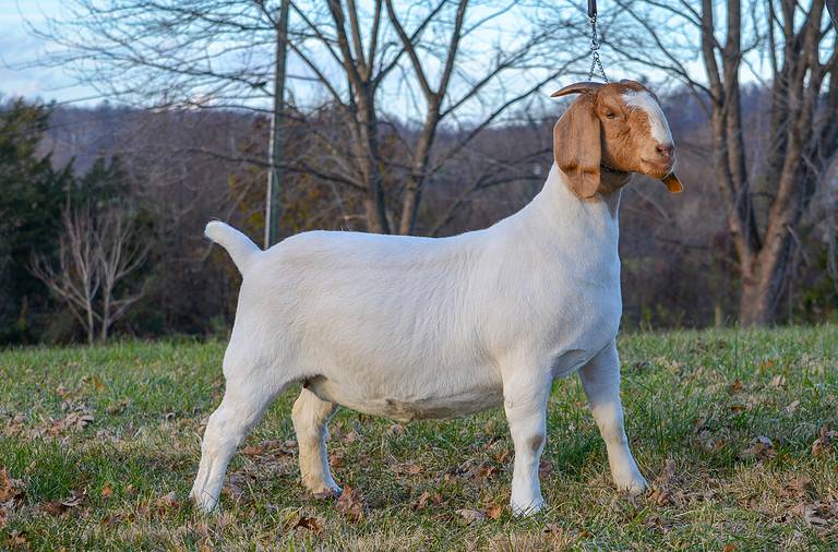 Boer Goat